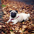 Pug Dog in the Forest